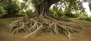 Возвышенные корни деревьев в парке имени Антуанио Борхеса, Португалия — стоковое фото