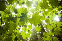 Primo piano di foglie verdi sui rami degli alberi in controluce all'aperto . — Foto stock