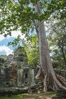 Árbol creciendo en el antiguo templo de Ta Prohm, Siem Reap, Siem Reap, Camboya - foto de stock