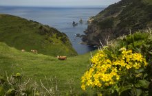Mucche al pascolo sulle colline costiere delle Isole Azzorre, Portogallo — Foto stock