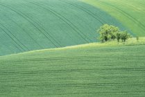 Мальовничий вид на прокат ландшафту сільськогосподарських угідь з деревами, Чехія — стокове фото