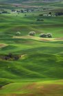 Роллінг Green Hills в сільській ландшафт Palouse, Вашингтон, США — стокове фото
