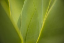 Primer plano de las hojas verdes que crecen en la planta - foto de stock