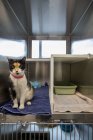 Katze sitzt im Käfig im Tierheim — Stockfoto