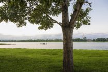 Baum und Fluss mit Boot auf dem Wasser — Stockfoto