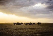 Elefantenherde in der Savannenlandschaft Afrikas — Stockfoto