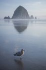 Möwe in der Nähe von Heugestein, das sich im Ozean spiegelt, Kanonenstrand, Oregon, Vereinigte Staaten — Stockfoto