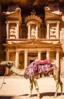 Harnais porté chameau par un ancien bâtiment, Petra, Jordanie — Photo de stock