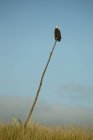 Bald eagle perched on stick against blue sky — Stock Photo