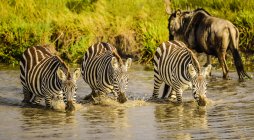 Zebras drinking at water hole in Africa — Stock Photo