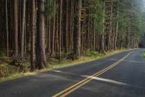Trees and forest lining by rural road — Stock Photo