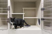 Black and white cat in open cage in animal shelter — Stock Photo