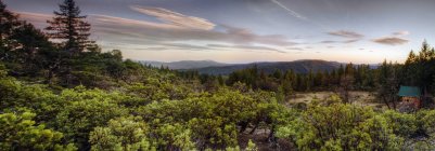 Panoramablick auf grüne Waldkronen bei Sonnenuntergang. — Stockfoto