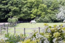 Pâturage de chevaux et de poulains en pâturage rural — Photo de stock