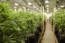 Plantes de cannabis poussant en serre botanique — Photo de stock