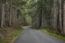 Trees and forest lining by rural road — Stock Photo