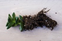 Small succulent with soil attached to roots on table. — Stock Photo