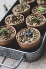 High angle close-up of tray with succulents planted in gravel in terracotta pots. — Stock Photo