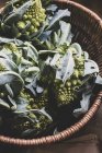 Gros plan de choux-fleurs Romanesco verts fraîchement récoltés dans un panier en osier . — Photo de stock