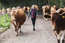 Joven mujer conduciendo rebaño de vacas Guernsey a lo largo de camino rural . - foto de stock