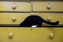 Primo piano di gatto nero con zampa bianca nel cassetto della cassettiera gialla . — Foto stock