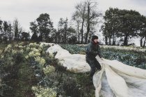 Mujer de pie en el campo, quitando la red protectora de las verduras . - foto de stock