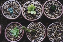 Top view of succulents plants planted in gravel in terracotta pots. — Stock Photo