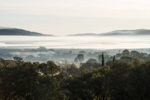Misty landscape with trees and hills in distance. — Stock Photo