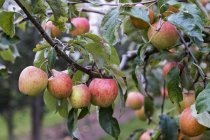 Осенью яблоня в органическом саду с спелыми фруктами на ветвях — стоковое фото