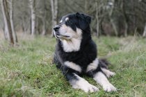 Perro de raza mixta con abrigo negro con manchas blancas que yacen en la hierba al aire libre . - foto de stock