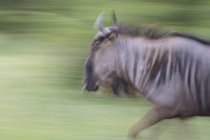 Blurred view of wildebeest running on green background — Stock Photo