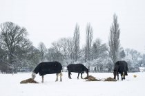 Drei Pferde in Decken stehen auf einer schneebedeckten Koppel und fressen Heu. — Stockfoto