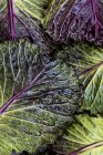 Still life of fresh green and red cabbage leaves. — Stock Photo