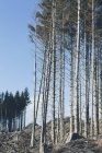 Hanglage mit gefällten Fichten, Schierlingen und Tannen in Abholzungslandschaft — Stockfoto