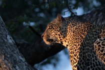 Leopard sitting in tree in evening sunlight — Stock Photo