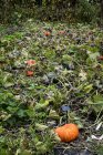 Vegetable garden pumpkin patch with ground covered with pumpkin gourds ripening among foliage and stems of plants. — Stock Photo