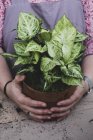 Close-up of person holding terracotta pot with plant with white and green variegated leaves. — Stock Photo