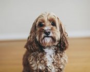Cockapoo cane di razza mista con cappotto riccio marrone guardando in macchina fotografica — Foto stock