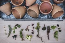 Alto ângulo close-up de seleção de pequenas suculentas e vasos de terracota na bandeja de metal . — Fotografia de Stock