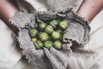 Close up of person holding fresh greengages in grey cloth. — Stock Photo