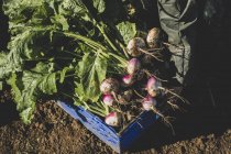 Close-up of bunch of freshly harvested turnips in blue crate — Stock Photo