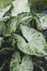 Nahaufnahme einer Pflanze mit weiß und grün gefärbten Blättern. — Stockfoto