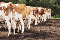 Manada de vacas Guernsey rojas y blancas en pastos fangosos . - foto de stock