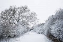 Winterlandschaft entlang einer von schneebedeckten Bäumen gesäumten Landstraße. — Stockfoto