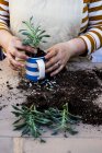 Alto ângulo close-up de mãos de pessoa plantando suculentas em vaso de solo em caneca de café . — Fotografia de Stock