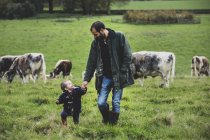 Man and toddler boy walking on pasture with English Longhorn cows in background. — Stock Photo