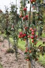 Pommiers dans le jardin du verger biologique en automne avec des fruits rouges sur les branches — Photo de stock