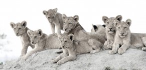 Löwenjungen liegen zusammen auf Termitenhügel, schauen in die Kamera, Afrika. — Stockfoto