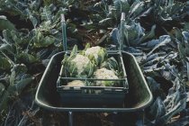Close-up of plastic crate with freshly harvested cauliflower in wheelbarrow. — Stock Photo