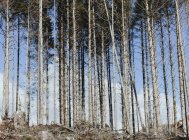 Hanglage mit gefällten Fichten, Schierlingen und Tannen in Abholzungslandschaft — Stockfoto